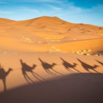 Camel and horse riding